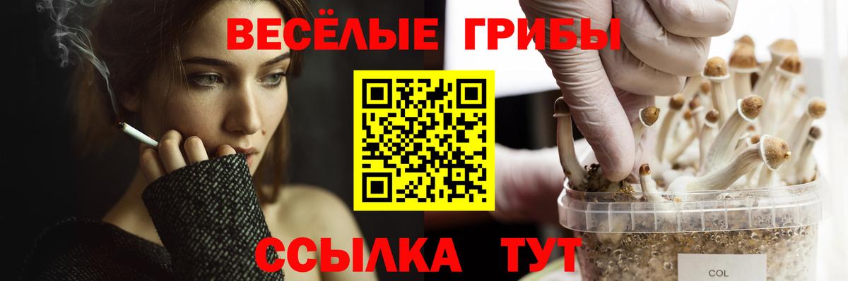 Псилоцибиновые грибы GOLDEN TEACHER  Вход с VPN  Новороссийск  Псилоцибиновые грибы GOLDEN TEACHER 
